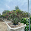Đỗ quyên 21434
