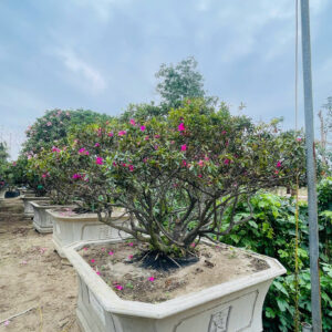 Đỗ quyên 21434