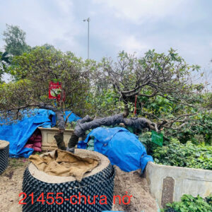 Đỗ Quyên 21455