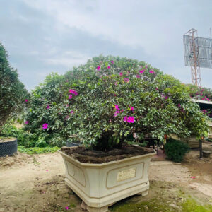 Đỗ quyên 21458