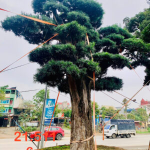 Tùng Xổng 21511