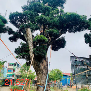 Tùng xổng 21527