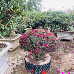Hoa đỗ quyên 21551