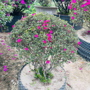 Hoa đỗ quyên 21596