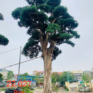 Tùng xổng 22027
