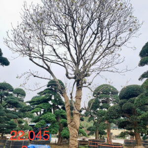 Hoa mộc lan 22045