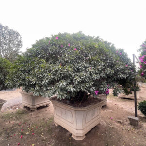Đỗ quyên 22048