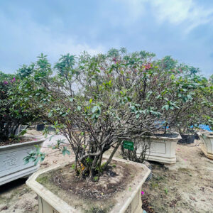 Hoa đỗ quyên 22049