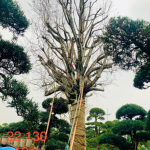 Mộc Lan 22130