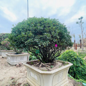Hoa đỗ quyên 22190
