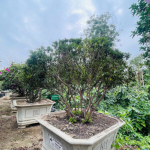 Hoa đỗ quyên 22191