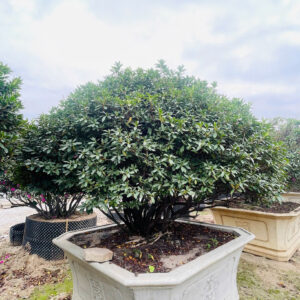 Hoa đỗ quyên 22192