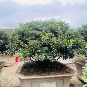 Hoa đỗ quyên 22194
