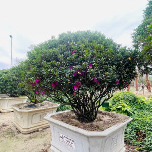 Hoa đỗ quyên 22202