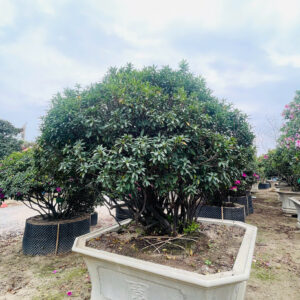 Hoa đỗ quyên 22203
