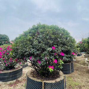 Hoa đỗ quyên 22204