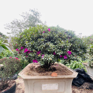 Hoa đỗ quyên 22207