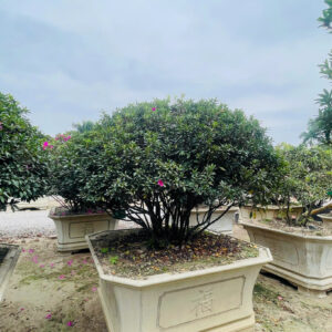 Hoa đỗ quyên 22208