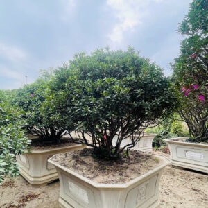 Hoa đỗ quyên 22209