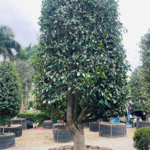Hoa Trà hồng 22468