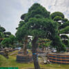Thông đen 22504
