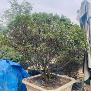Hoa đỗ quyên 22741