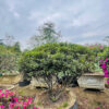Đỗ quyên 22745