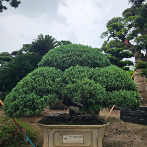 Tùng Xà 22752