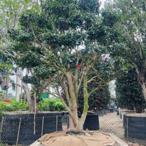 Hoa trà đỏ 22755