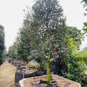 Hoa trà đỏ 22756