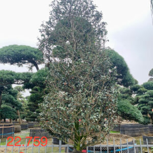 Hoa trà đỏ 22759