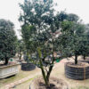 Hoa trà đỏ 22764