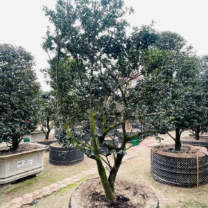 Hoa trà đỏ 22764