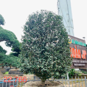 Hoa trà đỏ 22766