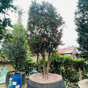 Hoa trà đỏ 22768