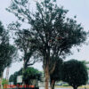 Hoa trà đỏ 22838