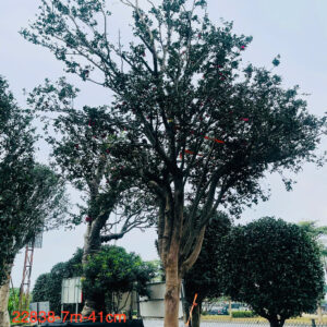Hoa trà đỏ 22838
