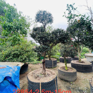 Hoa trà đỏ 22854