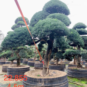 Tùng la hán 22855