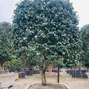 Hoa Trà Trắng 23014