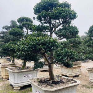 Trà trắng	23189