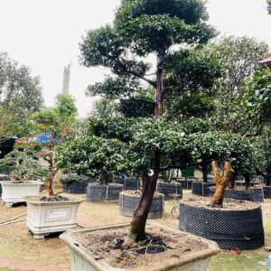 Trà trắng	23191