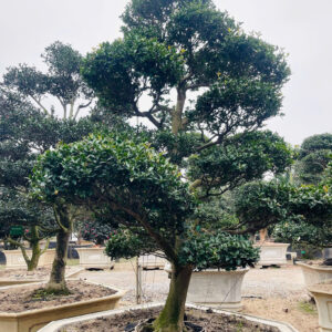 Trà trắng	23192