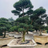 Trà trắng	23194