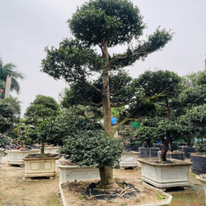 Hoa Trà Trắng 23196