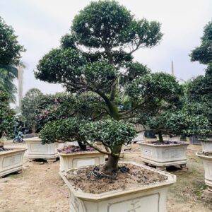 Hoa Trà Trắng 23198