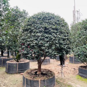 Hoa Trà Đỏ 23237