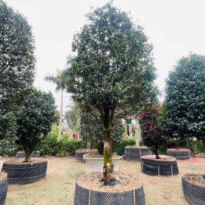 Hoa Trà Đỏ 23252