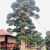 Tùng La Hán 24002