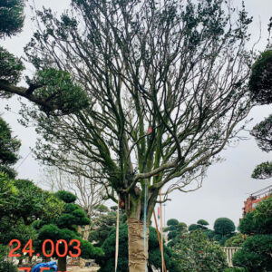 Hoa Trà 24003
